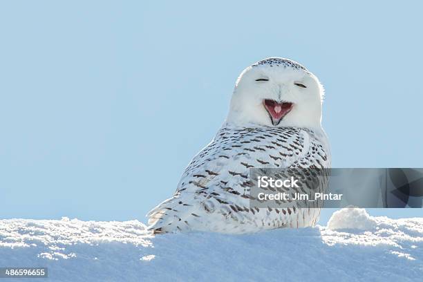 Snowy Owl Yawning Smiling In Snow Stock Photo - Download Image Now - Animal, Winter, Owl