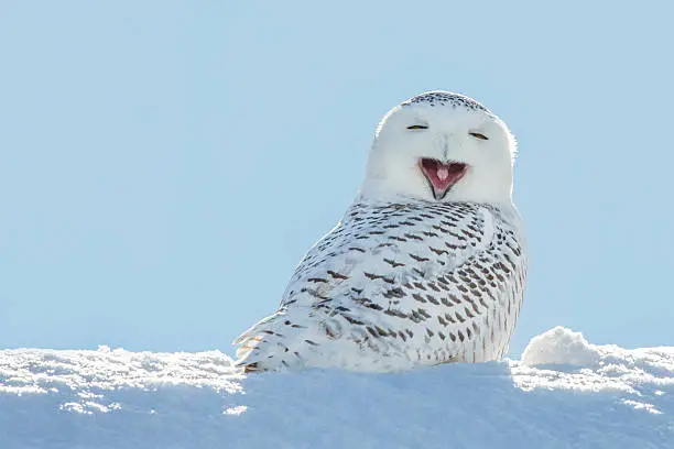 A snowy owl yawning which looks like its laughing.  The owl is sitting in the snow and set against a blue sky.  Snowy owls, bubo scandiacus, are a protected species and one of the largest owls.  This photograph was taken in Northeastern Wisconsin where the bird had migrated for the winter.