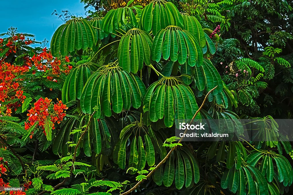 Vista del hermoso árbol tropical exótico - Foto de stock de Aire libre libre de derechos