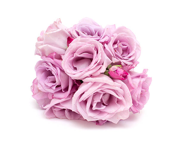 istock bunch of violet roses 486596777