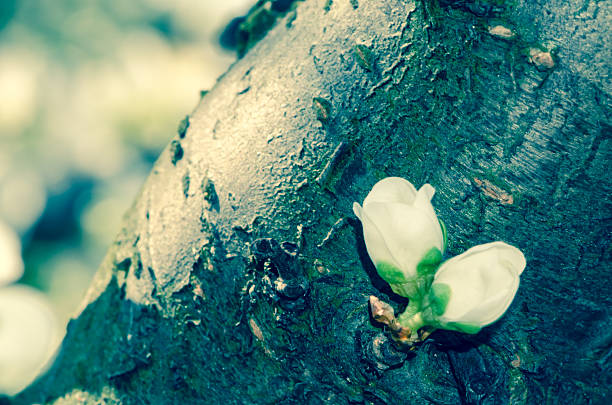 two white buds on wooden tree background