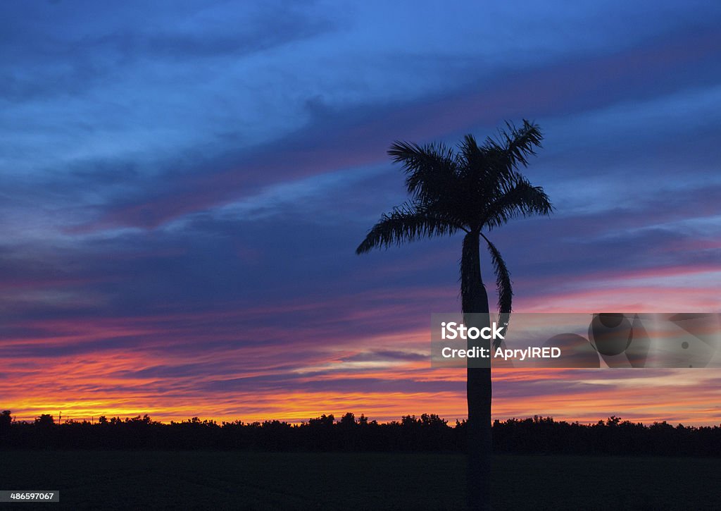 Colorful Sunset with Palm Tree A colorful Florida sunset with a palm tree silhouette Back Lit Stock Photo