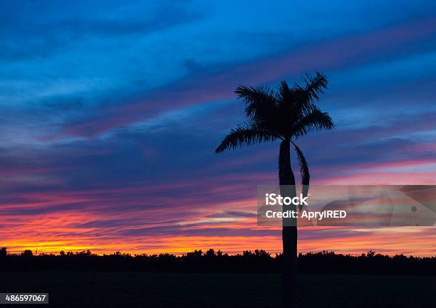 Colorful Sunset With Palm Tree Stock Photo - Download Image Now - Back Lit, Beauty In Nature, Blue