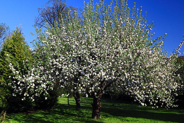 la primavera. melo in fiore. - pleasance foto e immagini stock