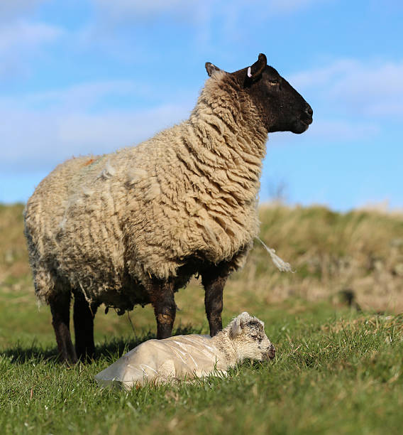 ovelhas e mal cordeiro em um campo. - sheep lamb wool animal head - fotografias e filmes do acervo