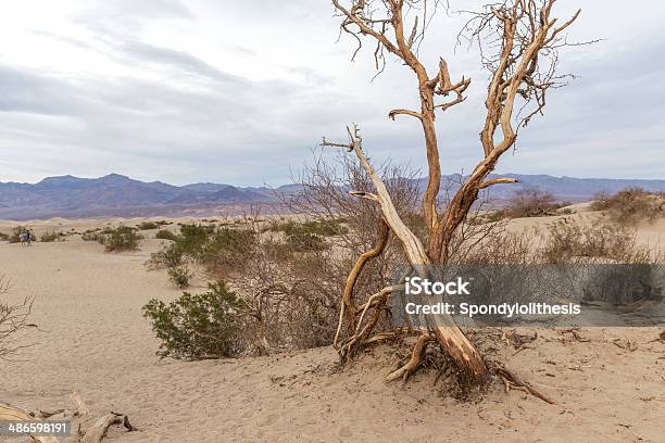 Dunas De Arena Y El Mesquite Valle De La Muerte Foto de stock y más banco de imágenes de Aire libre - Aire libre, Arena, Cuenca - Característica de la tierra