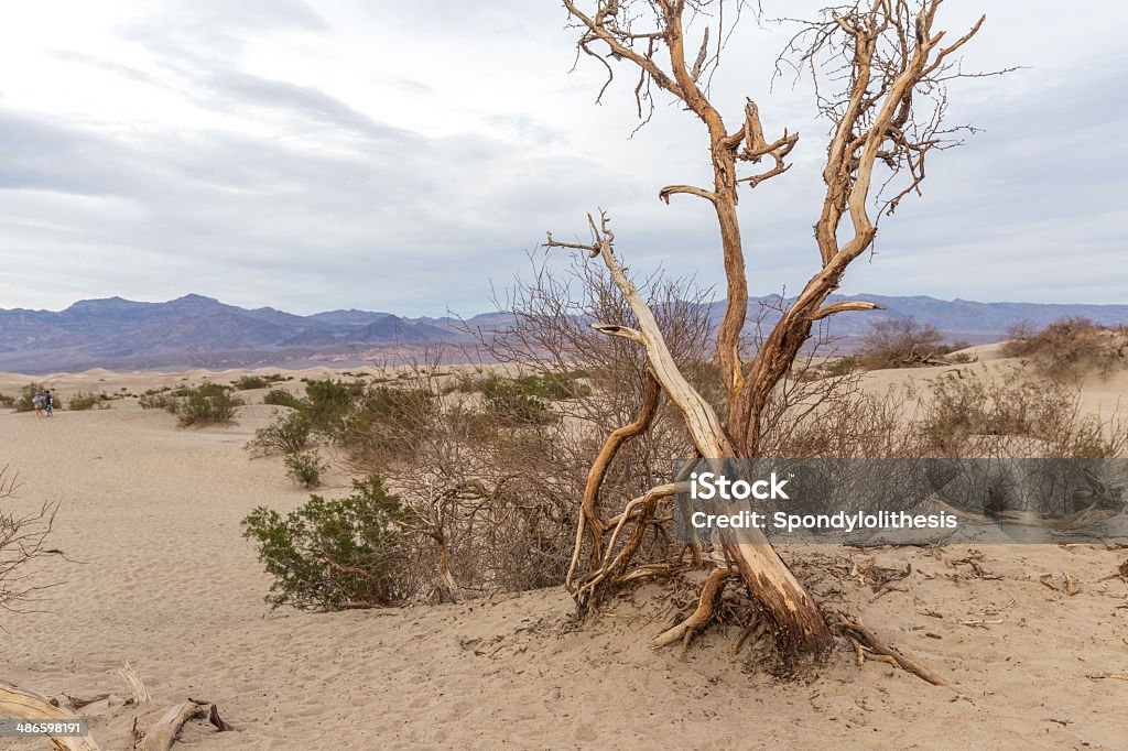 Sand Dunes and Mesquite, Death Valley Sand dunes, mesquite trees, and mountains, Death Valley National Park. Death Valley National Park Stock Photo