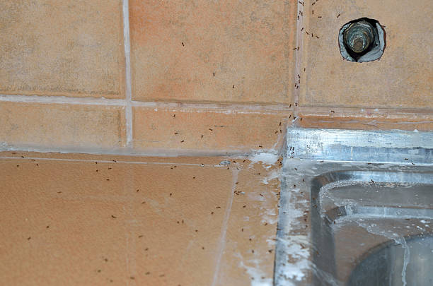 formigas - colony swarm of insects pest animal imagens e fotografias de stock