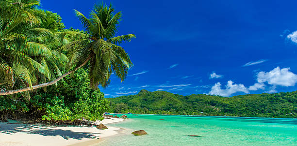 istock Anse a La Mouche - Paradise beach in Seychelles 486598592