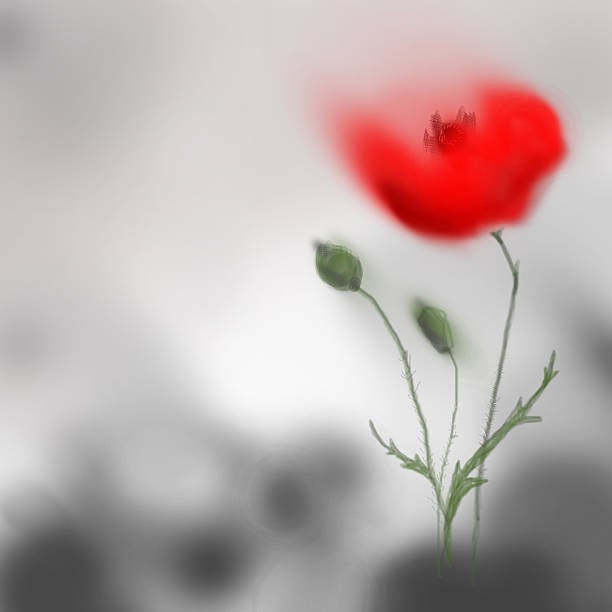 Poppy flower blooming red on grey background. Digital hand painting vector art illustration