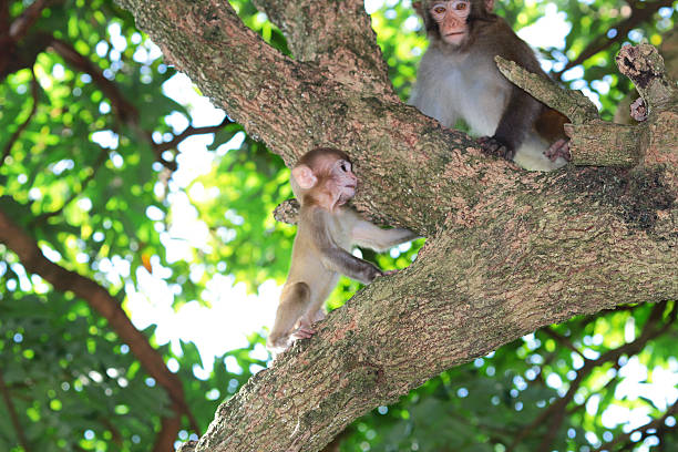 istock baby monkey at golden hill, hong kong 486598804
