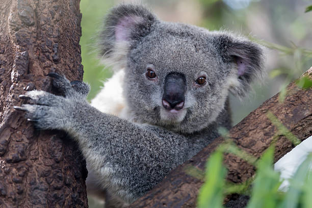 Koala Koala are staring from a tree. koala photos stock pictures, royalty-free photos & images