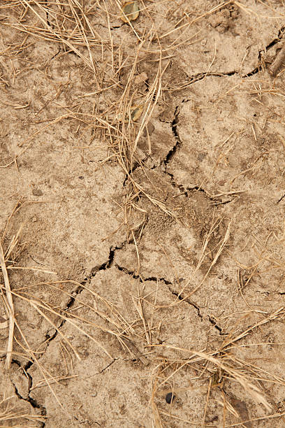 istock Signs of Drought - Vertical 486599693