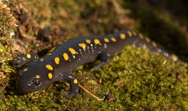 istock Adult Spotted Salamander on Moss 486599777
