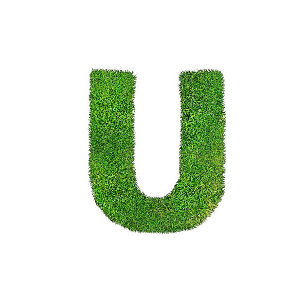 istock U grass letter isolated on white background 486599884