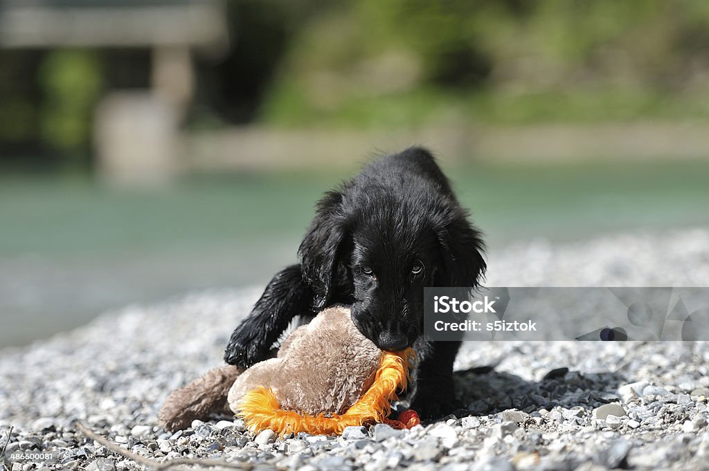 furry Hund Kauen Spielzeug am Strand - Lizenzfrei Apportierhund Stock-Foto