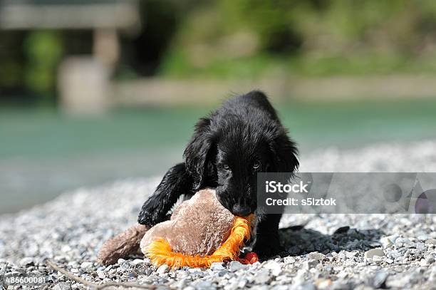 Furry Hund Kauen Spielzeug Am Strand Stockfoto und mehr Bilder von Apportierhund - Apportierhund, Blick in die Kamera, Dressierter Hund