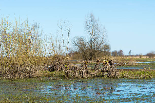 istock Early spring in the swamp. 486600323