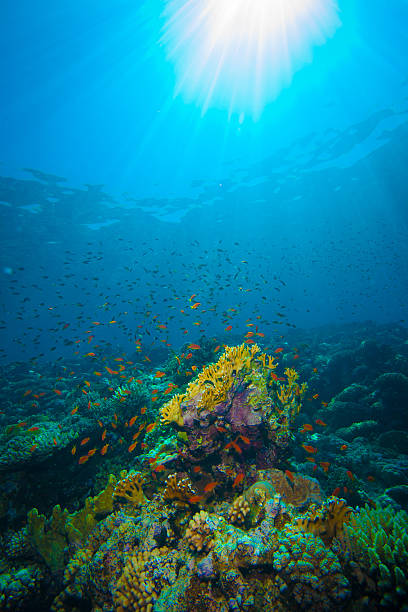 istock Rays of Sun Light Illuminate Spectacular Coral Reef 486601477
