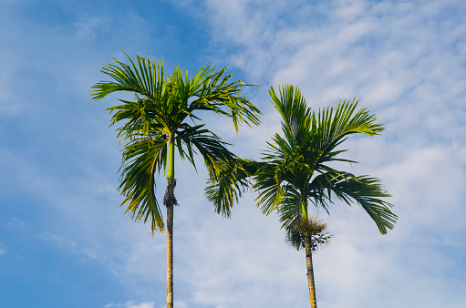 many palm trees against a blue sky