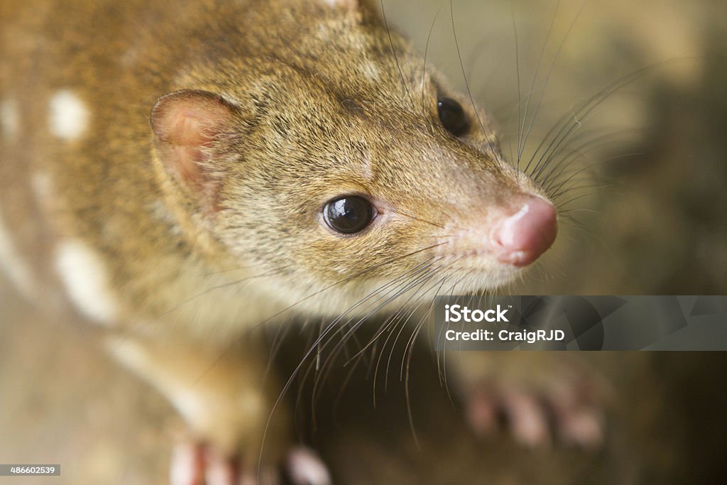 Quoll - Zbiór zdjęć royalty-free (Australia)