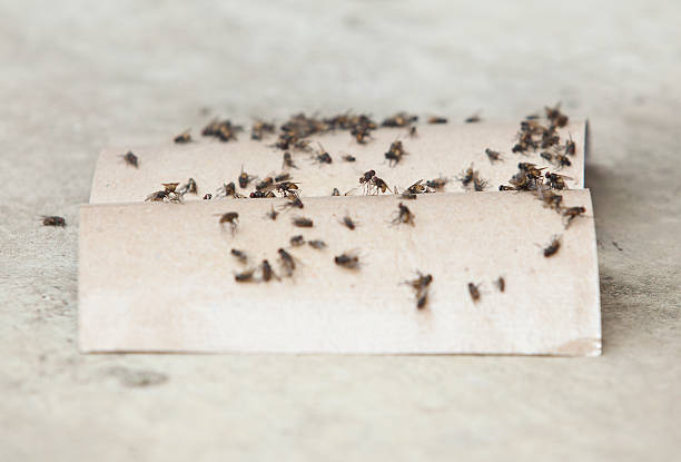 istock Close up of fly trap 486603030