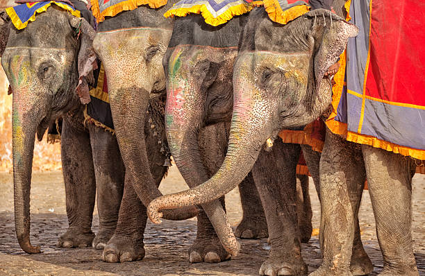istock Elephants of Amber Fort, Jaipur, India 486603285