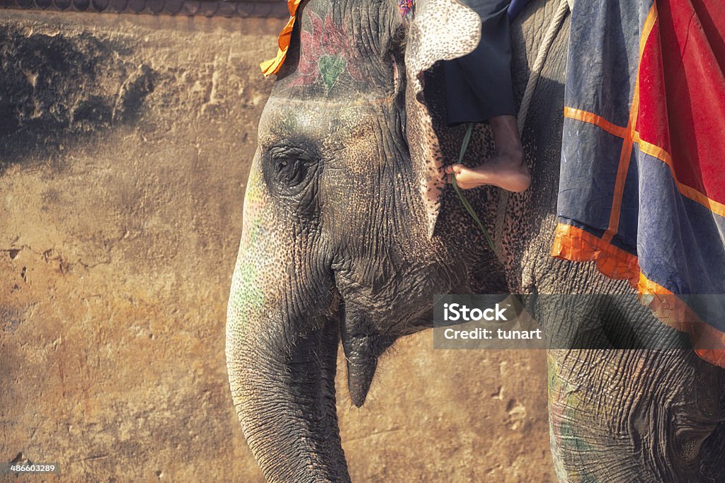 Elephants of Amber Fort, Jaipur, India Group of painted elephants waiting to carry tourists up to Jaipur Fort. Elephant Stock Photo