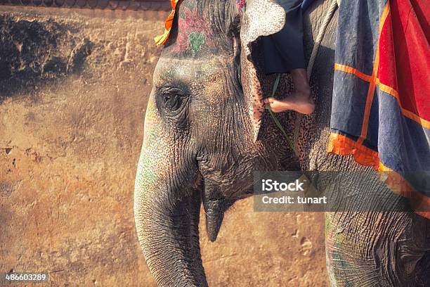 Elephants Of Amber Fort Jaipur India Stock Photo - Download Image Now - Elephant, India, Riding