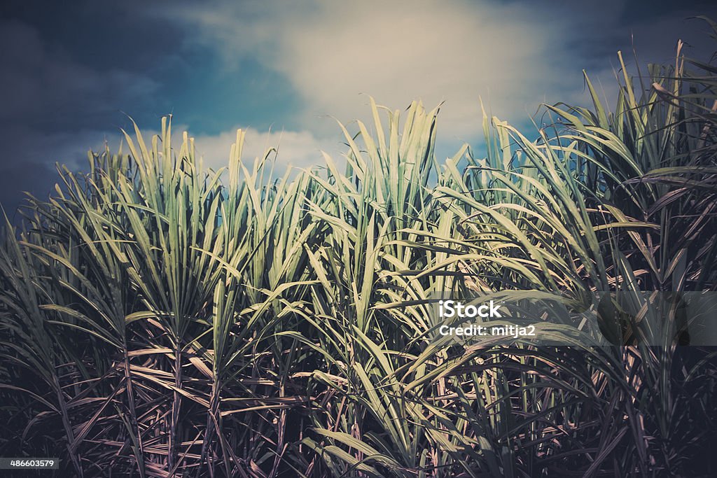 Caribbean sugar cane fileds Caribbean sugar cane fileds landscape Agricultural Field Stock Photo