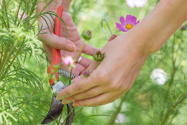 istock young woman pruning flowers 486603824