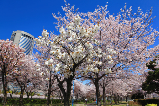 pink and white cherry blossom under blue sky