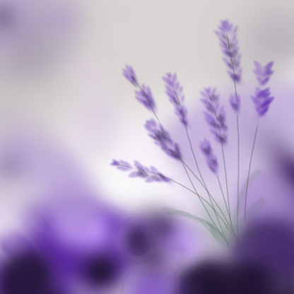 A lavender bouquet on purple blurry background. Digital hand painting. 