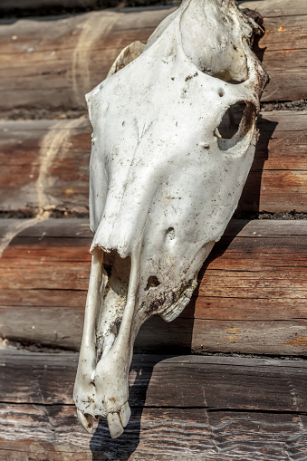 Curado horse cráneo en la pared de madera antiguo photo