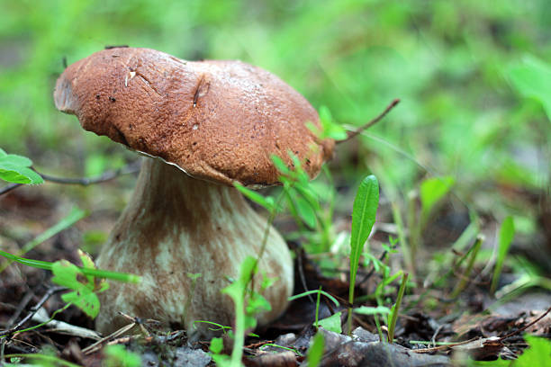 istock collect porcini mushrooms in nature 486605630