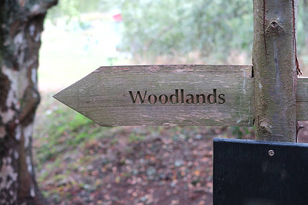 istock Signpost for the Woodland 486605652