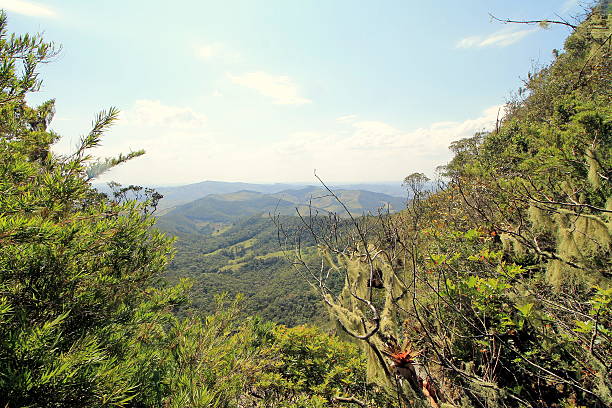 istock Jungle in south america 486607584