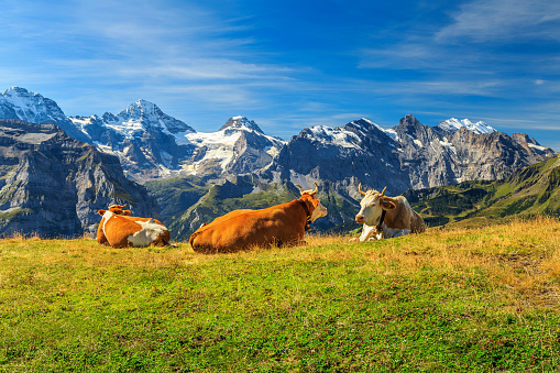 Cows grazing on a meadow and high snowy mountains in background,Mannlichen,Bernese Oberland,Switzerland,Europe