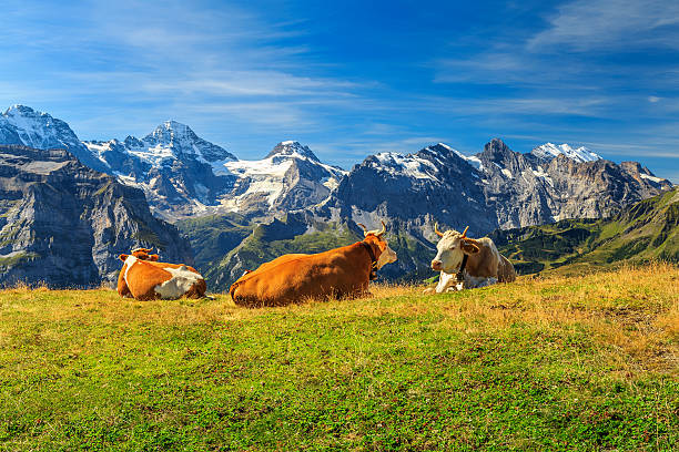Herd of cows at beautiful green field,Bernese Oberland,Switzerland Cows grazing on a meadow and high snowy mountains in background,Mannlichen,Bernese Oberland,Switzerland,Europe grindelwald photos stock pictures, royalty-free photos & images