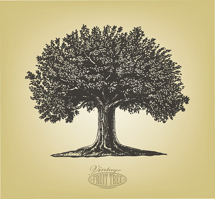 Vector illustration of a fruit tree in vintage engraving style. Isolated, grouped.