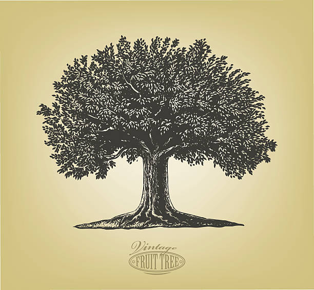 Tree in engraving style Vector illustration of a fruit tree in vintage engraving style. Isolated, grouped. apple tree stock illustrations