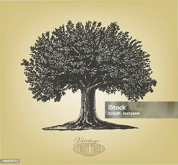 Tree In Engraving Style Stock Illustration - Download Image Now - Tree, Apple Tree, Vector