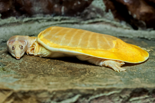 Albino snapping turtle.