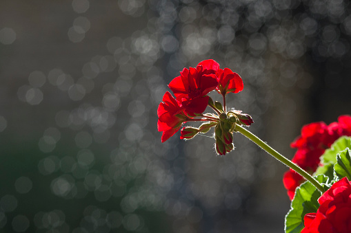 Red flower before a black background