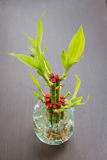 istock Lucky bamboo (Dracaena sanderiana) in a traditional porcelain pot 486612778