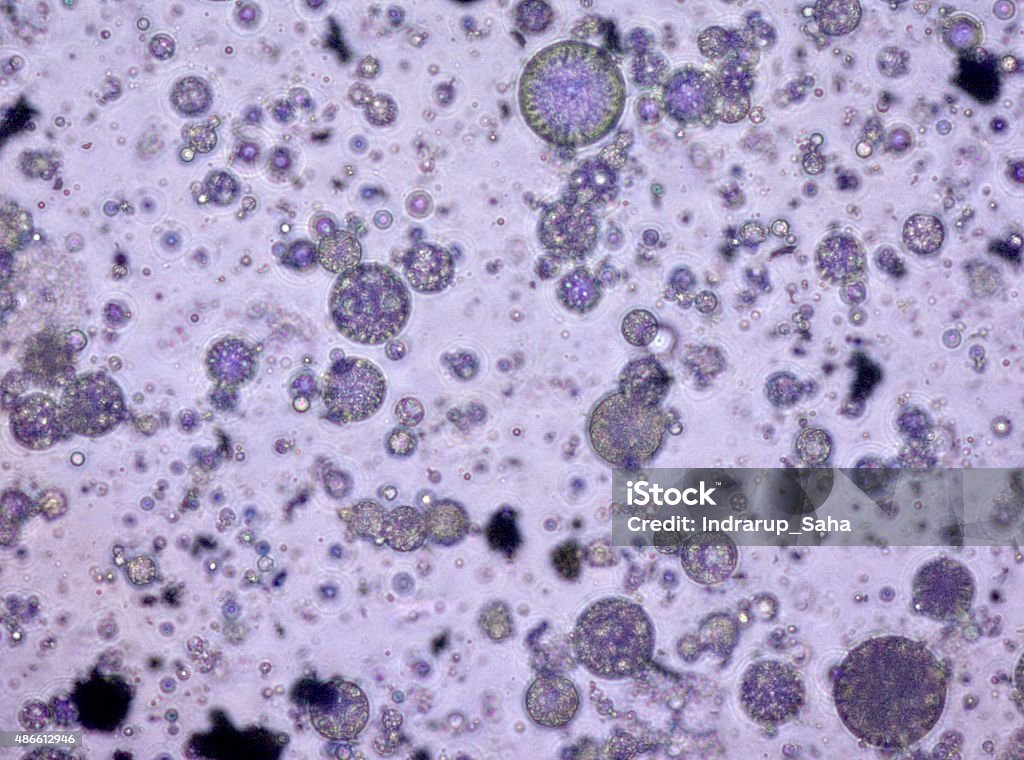 Bajo microscopio de 400x-aceite y gotas de agua - Foto de stock de 2015 libre de derechos