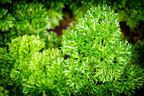 manjerona - herb garden healthy eating freshness marjoram - fotografias e filmes do acervo