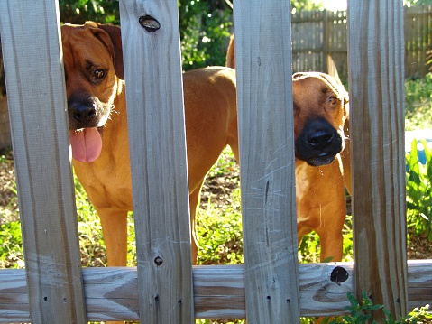 Spanish mastiff behind a rustic fence