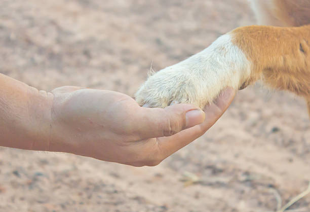 istock Hand people and hand dogs 486615190