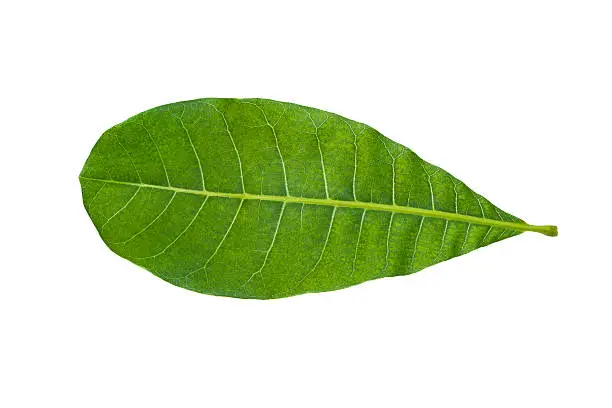 Cashew Nut green leaf isolated on white